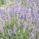 FLOARE USCATĂ DE LEVĂNŢICĂ DE BULGARIA 12GR.